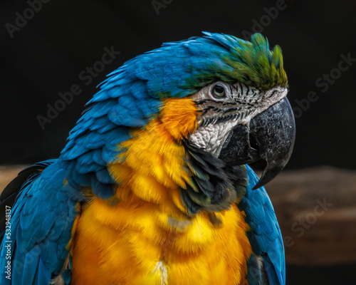 A portrait of a beautiful and colorful macaw