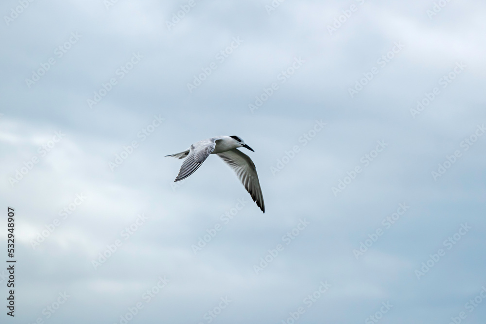 Common Tern, a seabird in the family Laridae, flying in a cloudy sky. Common Tern, a seabird in the family Laridae, flying in a cloudy sky.