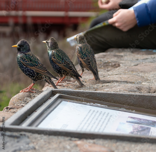 Print op canvas Three starlings sitting on the stone wall beside a man reading map, H