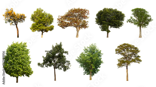 Fotografia Collection of solitary trees on white background, from Thailand, suitable for use in design, decoration, use for nature articles both in print and on the web with clipping path