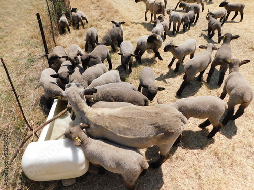 A herd of Hampshire Down Sheep Lambs around a water container on a golden grass field, drinking water on a hot sunny dry day in Gauteng, South Africa