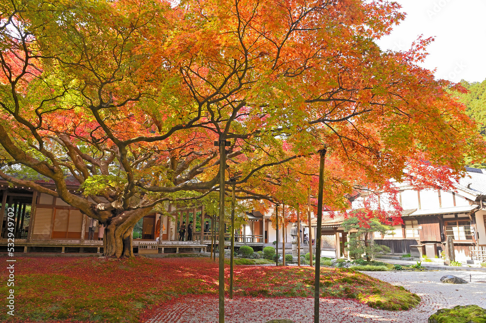 Naklejka premium 雷山千如寺大悲王院の大カエデ