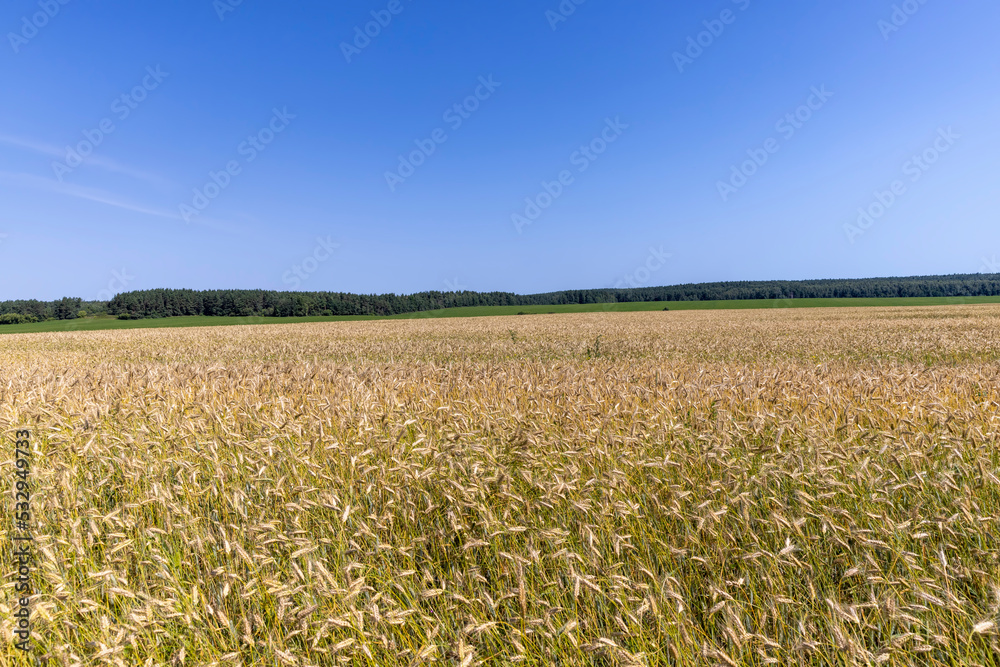 Naklejka premium An agricultural field where wheat is grown