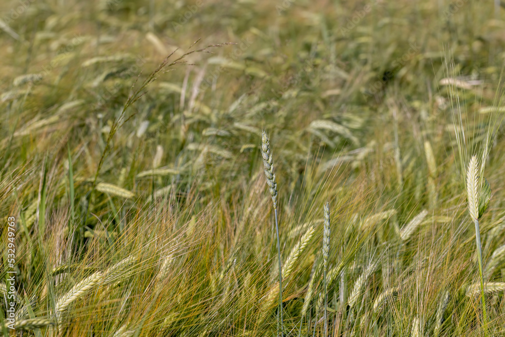 An agricultural field where cereals are grown to harvest grain An agricultural field where cereals are grown to harvest grain