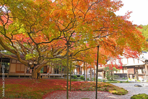 雷山千如寺大悲王院の大カエデ photo