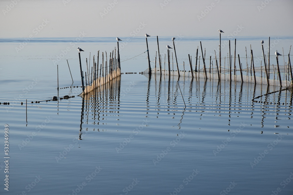 Lagoon with sticks and birds in sight, tradicional fishing in the lagoon os Valencia. Spain