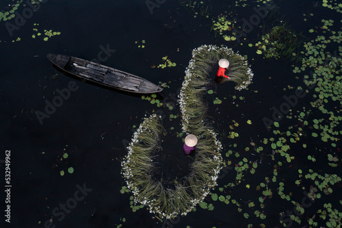 Workers with  flowers. Waterlily harvest from aerial top down view. Women in traditional clothes and  hats working in waste deep water. Mekong delta, Vietnam
