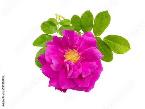 Pink rosa rugosa with leaves isolated transparent png