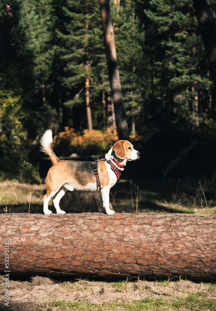 Close-up, beagle dog, tricolour, looking attentively at a fallen tree in the forest during his walk. Copy space, vertical shot.