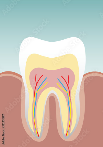 Tooth Vector illustration. tooth clip art or image.