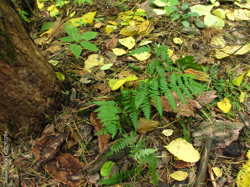 fern in pine forest