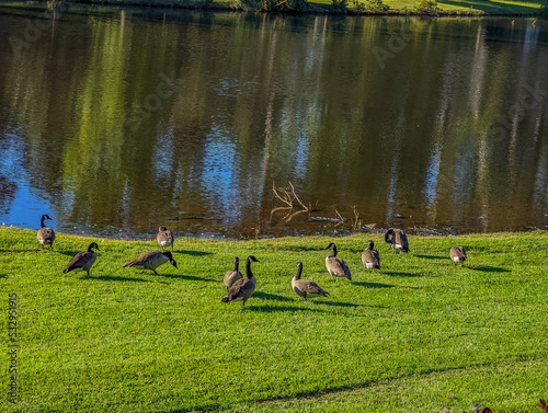 Obraz na płótnie A gaggle of geese on the lake