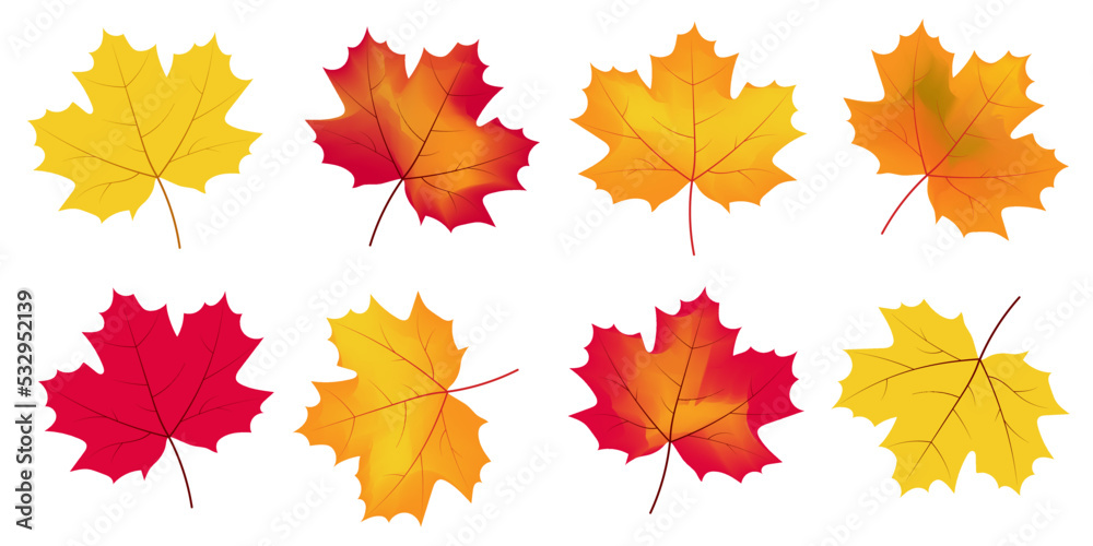 Autumn colorful maple leaves. Set.