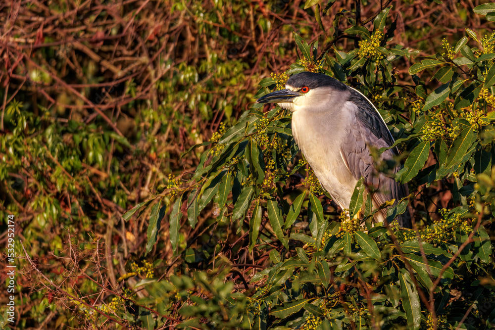 Obraz premium A heron sunbathing perched on a tree branch