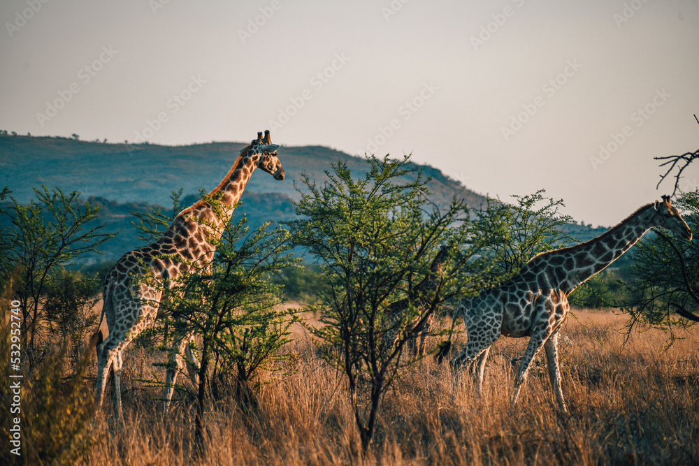 Fototapeta premium giraffe in Pilanesberg national park. On safari in South Africa. 
