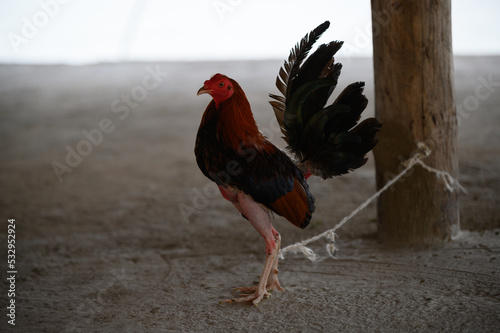 rooster in the farm