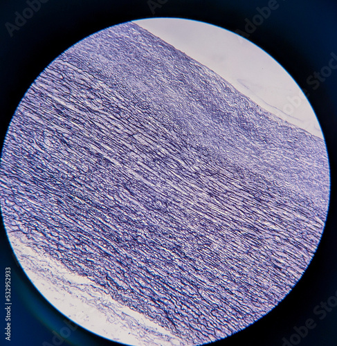photo of tissue under the microscope photo