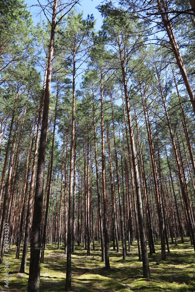 Obraz premium trees in the forest