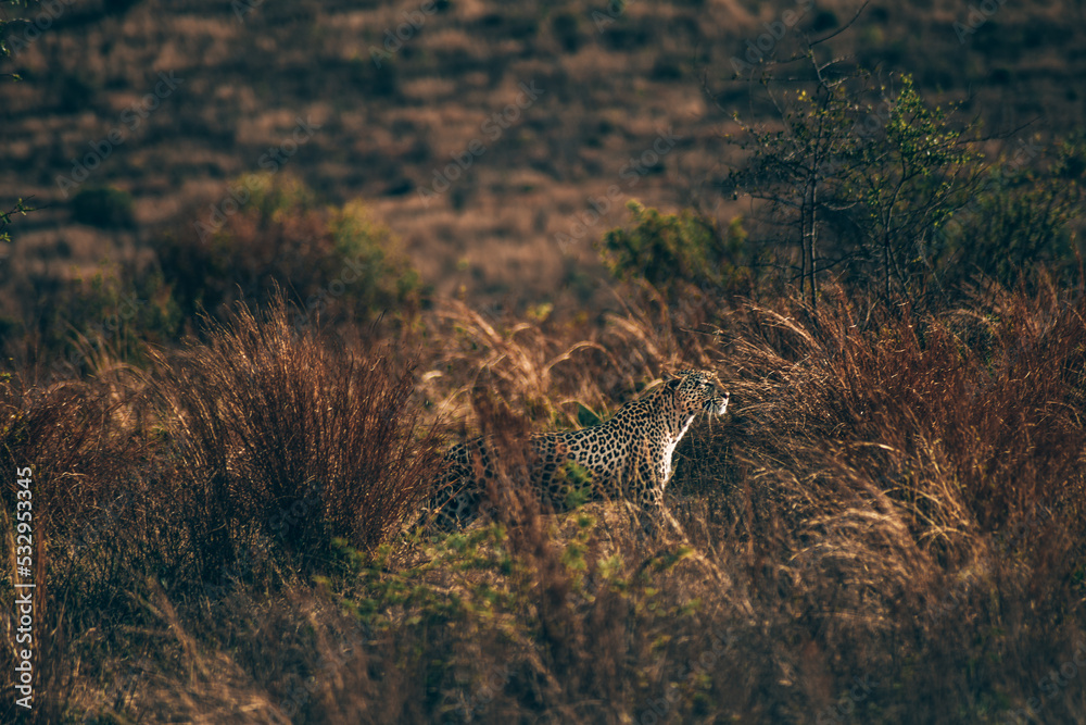 leopard in Pilanesberg national park. On safari in South Africa. leopard in Pilanesberg national park. On safari in South Africa.