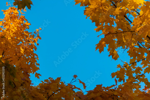 Autumn concept  birch forest. Beautiful natural bottom view of the trunks and tops of birches with golden bright autumn foliage against a blue sky. High quality photo