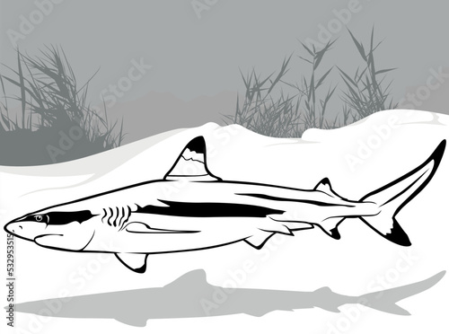 Drawing of Blacktip Reef Sh...