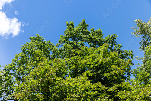 Trees growing in the forest in the summer
