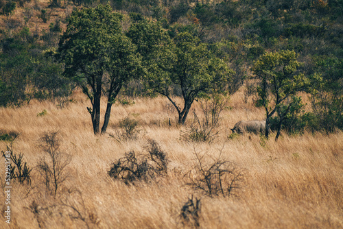 Antelope in Pilanesberg national park. On safari in South Africa. 