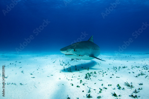 Tiger Shark  Galeocerdo cuvier  Approaching over Sand Bottom. Tiger Beach  Bahamas