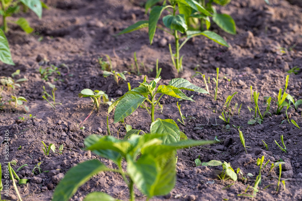 growing peppers in a homemade greenhouse growing peppers in a homemade greenhouse