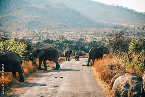 Elephant in Pilanesberg national park. On safari in South Africa. 