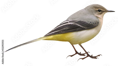 Grey wagtail (Motacilla cinerea) on autumn, PNG, isolated on transparent background