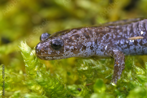 Closeup on a brilliant blue juvenile Northeast Salamander , Hynobius lichenatus, endemic to Japan only