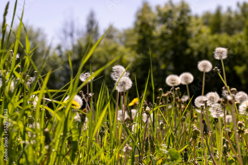 A field with a large number of dandelions in the summer