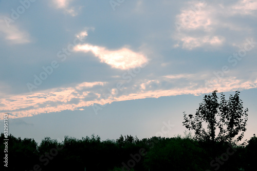 Sunset background in cloudy weather and silhouette of plants on the ground
