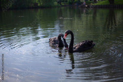 Two black swans on pond. Birds swim on water. Graceful animals.