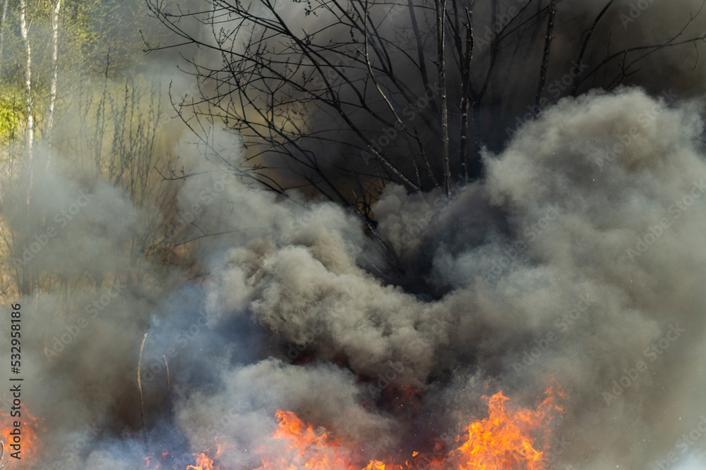 Burning plants in fire. Forest fire. Smoke and fire. Burning plants in fire. Forest fire. Smoke and fire.