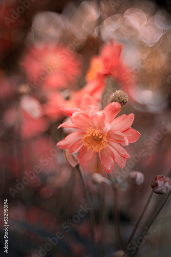 Piękne kwiaty zawilców kwitnących w letnim ogrodzie. Płatki zawilca. Rozmyte tło. Pastelowe tonacje anemonów. Kwitnące rośliny.