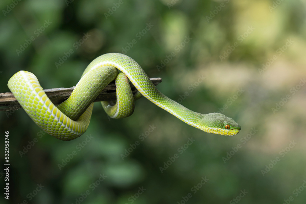 White-lipped pit Tree Viper (Trimeresurus albolabris). little green baby snake coiled around on a branch with natural green background in the garden. White-lipped pit Tree Viper (Trimeresurus albolabris). little green baby snake coiled around on a branch with natural green background in the garden.