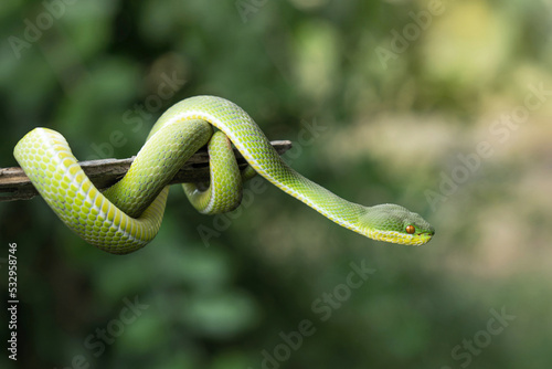 White-lipped pit Tree Viper (Trimeresurus albolabris). little green baby snake coiled around on a branch with natural green background in the garden.