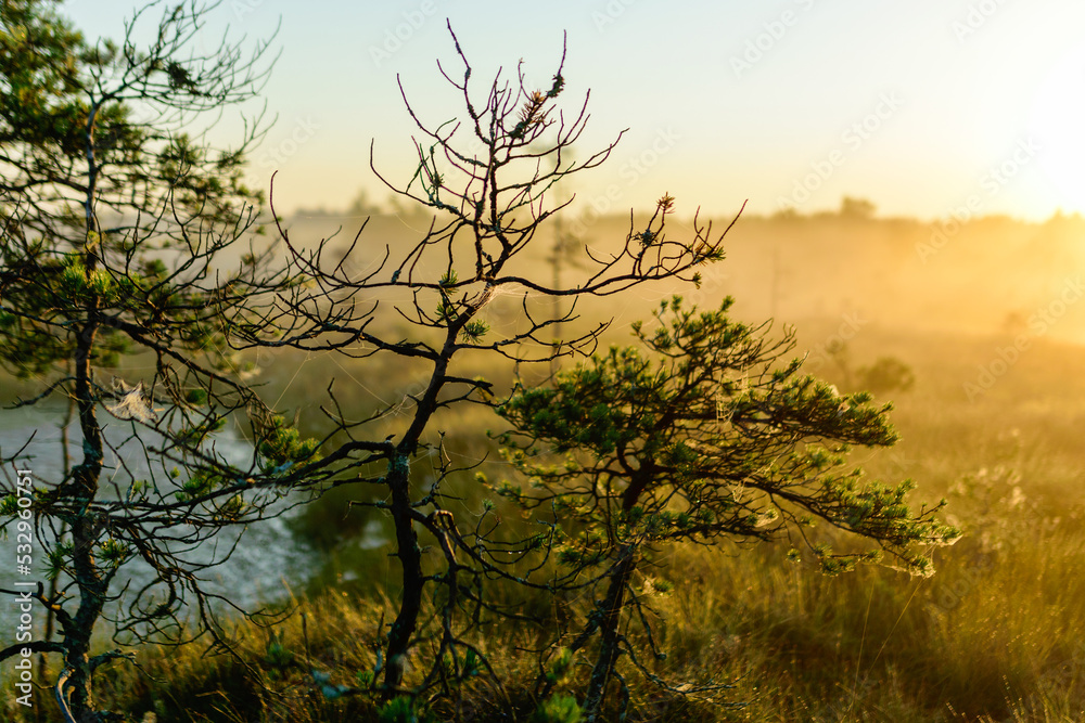 warm sun sunrise in swamp landscape, foggy swamp with summer colors, natural swamp vegetation, swamp pines warm sun sunrise in swamp landscape, foggy swamp with summer colors, natural swamp vegetation, swamp pines