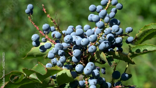 Decorative plants. Purple or black mahonia berries. photo