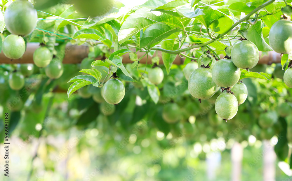 Green fresh passion fruit on tree ,passion fruit farm