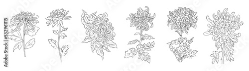 Fotografia Set of Chrysanthemum flower line art vector illustrations