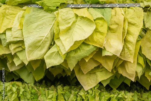 Tobacco leaves collected by hand and closed with special pins ready for curing in a drying container photo