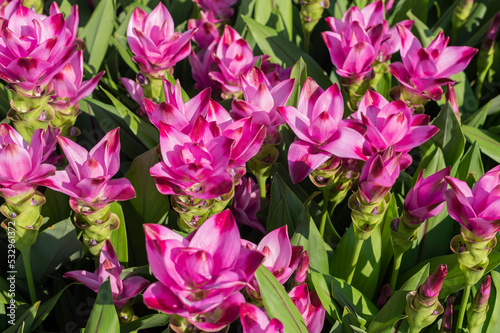 Fototapeta Naklejka Na Ścianę i Meble -  Curcuma plant with lengthy stems and vibrant pink pinecone-like flowers