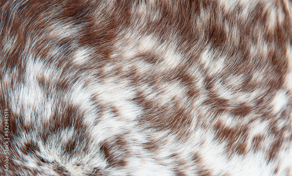Beautiful spotted fur close-up. Texture of brown animal wool. Dog fur. Beautiful spotted fur close-up. Texture of brown animal wool. Dog fur.