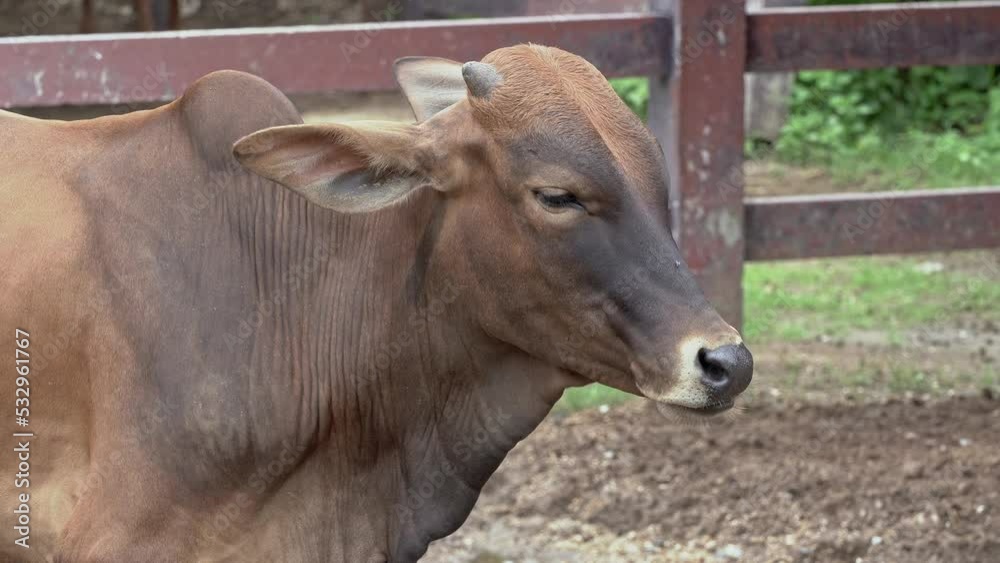 Close-up. Portrait of a young bull with small horns standing in the middle of a paddock.
Sindhi red is dark reddish brown to yellowish red in color, but most often dark red. Close-up. Portrait of a young bull with small horns standing in the middle of a paddock.
Sindhi red is dark reddish brown to yellowish red in color, but most often dark red.