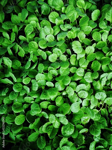 Wallpaper Mural green leaves background Torontodigital.ca