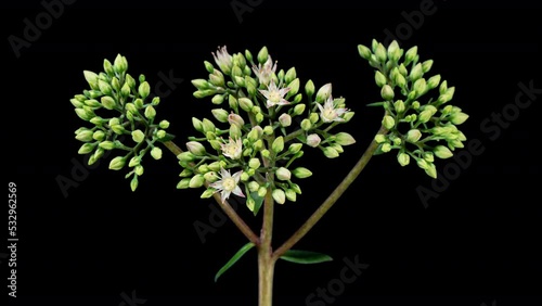 Close-up of Sedum Flowers Opening in Time Lapse on a Black Background. Pink and White Sedum Flowers. Inflorescence of a Flowering Plant, a Prominent Ochitok, Hylotelephium photo