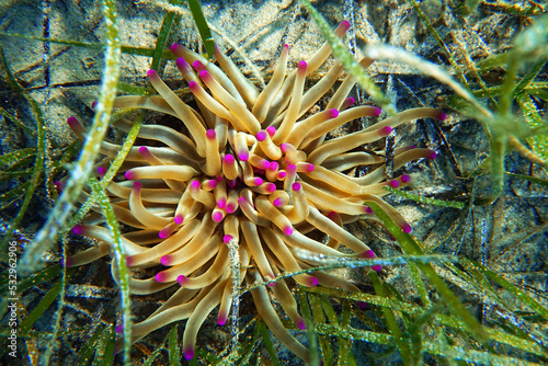 Golden anemone -(Condylactis aurantiaca), sea anemone in to the Mediterranean sea    photo